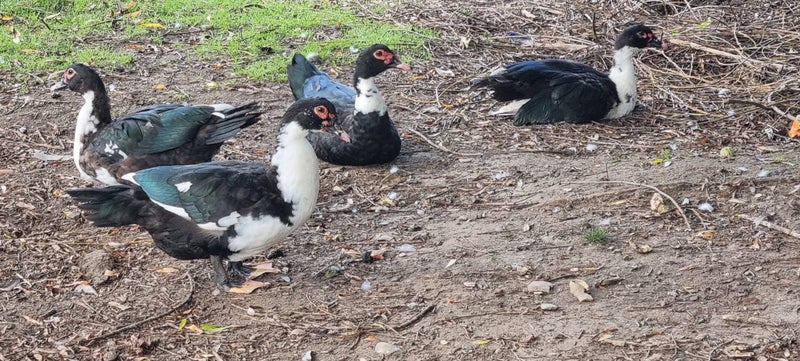 muscovy ducks/brakes Carousel 6
