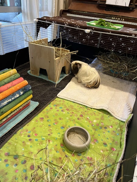 Guinea pigs Carousel 5