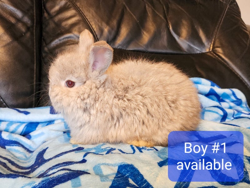Pedigree English Angora Carousel 2