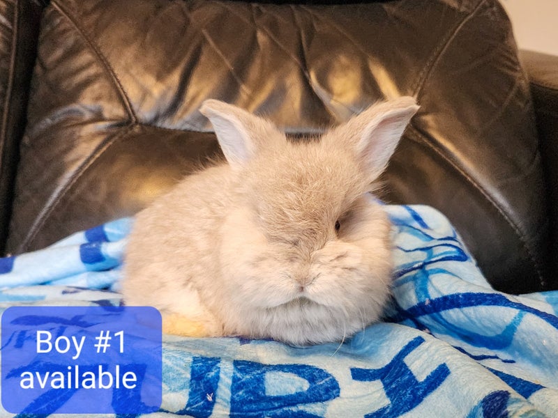 Pedigree English Angora Carousel 1