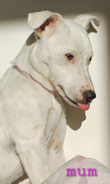 WEST HIGHLAND TERRIER X JACK RUSSELL MIX Carousel 20