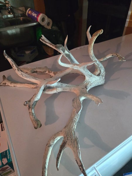 Deer Antlers painted white Carousel 1