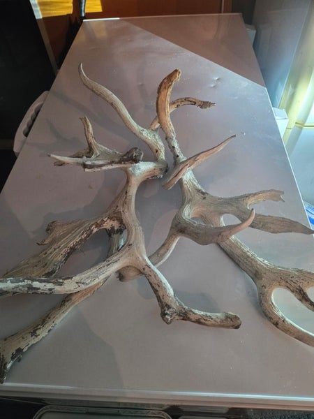 Deer Antlers painted white Carousel 2