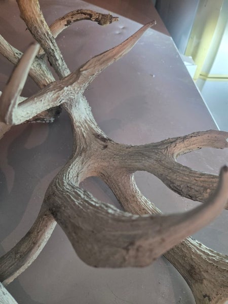 Deer Antlers painted white Carousel 3