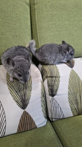two chinchilla baby boy Carousel 2