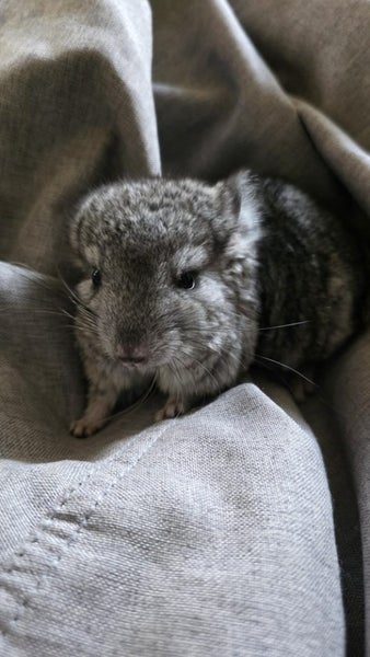 two chinchilla baby boy Carousel 6