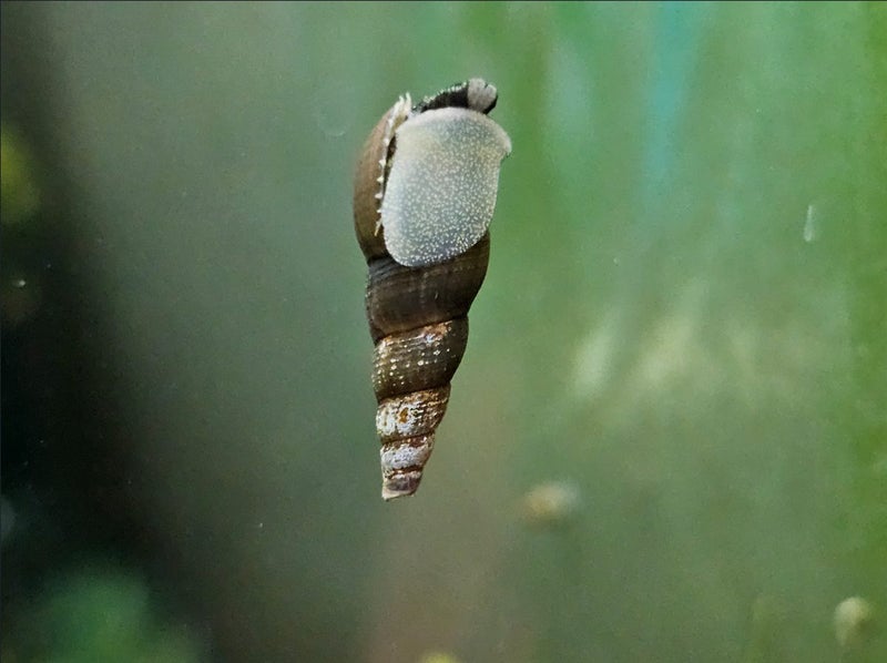 Live Malaysian Trumpet Snails (MTS) x 20 – Natural Tank Cleaners Carousel 1