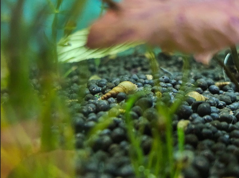 Live Malaysian Trumpet Snails (MTS) x 20 – Natural Tank Cleaners Carousel 2