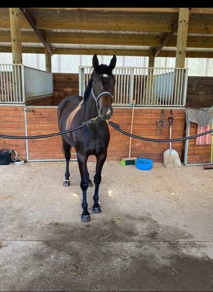 Georgous Donnerubin Filly62863238753155114