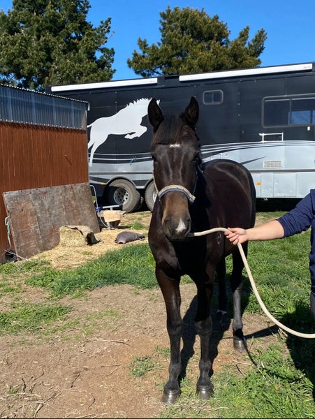 Georgous Donnerubin Filly62863238753155112