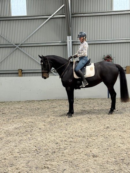 Georgous Donnerubin Filly62863238753155113