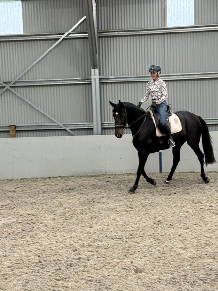 Georgous Donnerubin Filly62863238753155114