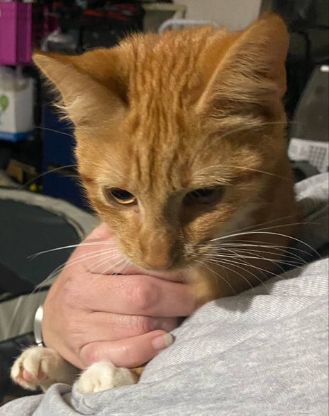 THE STREET CAT PROJECT - BLAZE - AVAILABLE FOR ADOPTION Carousel 2