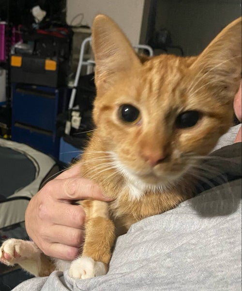 THE STREET CAT PROJECT - BLAZE - AVAILABLE FOR ADOPTION Carousel 1