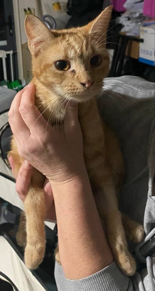 THE STREET CAT PROJECT - TIGGER - AVAILABLE FOR ADOPTION Carousel 1