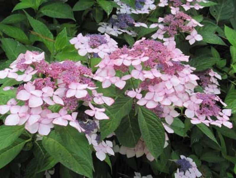Hydrangea Grayswood lacecap white turning pink and red Carousel 1