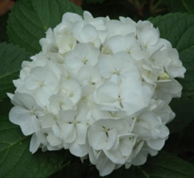 Hydrangea Le Cygne The Swan white beautiful pearl white mophead Carousel 1