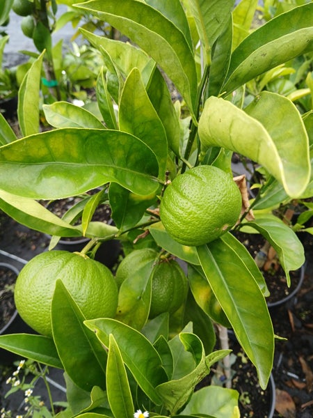 Citrus orange 'Cara Cara' Carousel 1