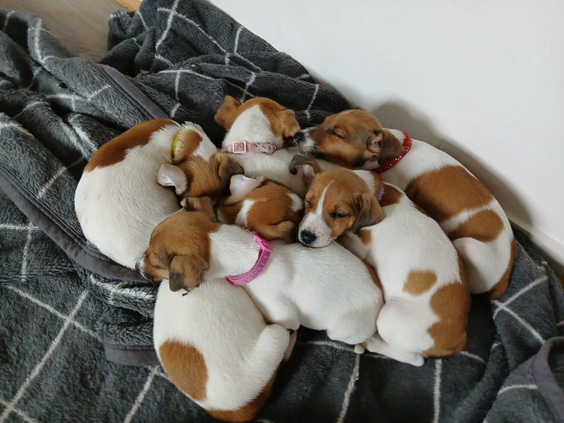 jack russell puppies Carousel 16