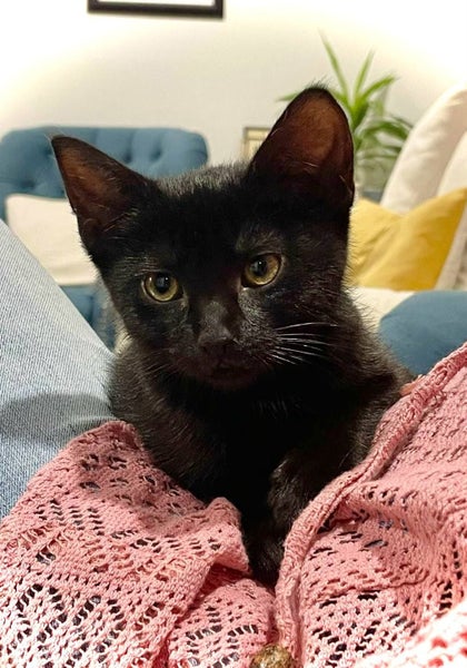 Dolly 12 wks old - Cat Care Rangiora Carousel 1