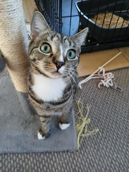 Inca female - 6 mth - Cat Care Rangiora Carousel 1