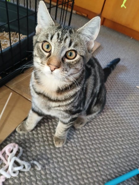 Lou female - 6 mth - Cat Care Rangiora Carousel 1