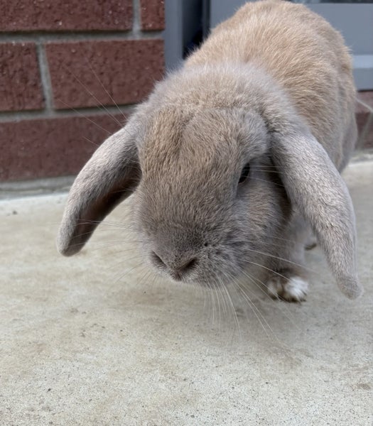 Bunny mini lop Carousel 1