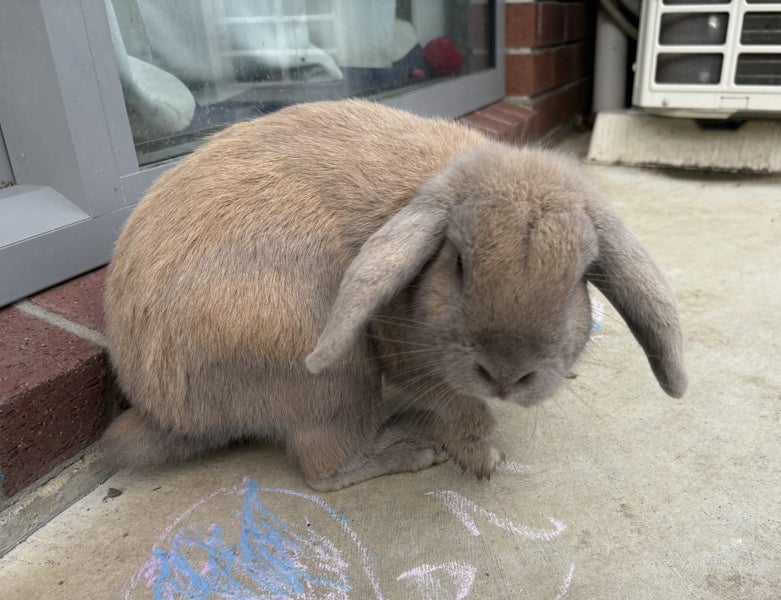 Bunny mini lop Carousel 2