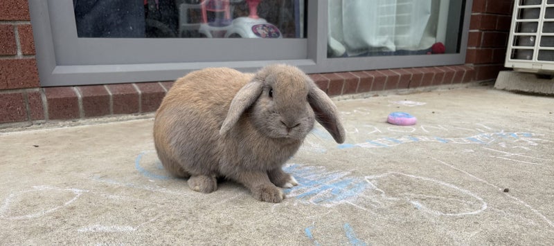 Bunny mini lop Carousel 4