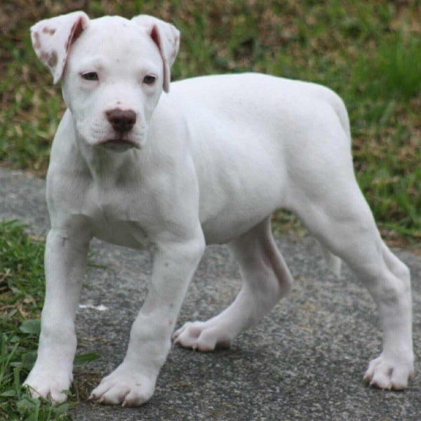 Reign - Staffi X - BOI Animal Rescue Trust Carousel 1