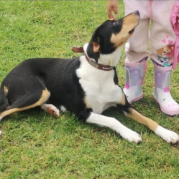Bayley - Cattle Dog - BOI Animal Rescue Trust Carousel 1
