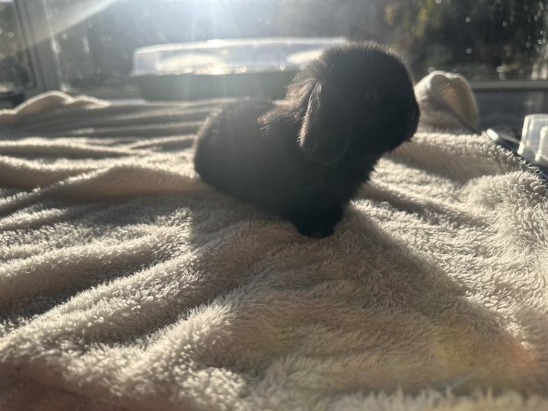 Purebred Mini Lop baby rabbits Carousel 1