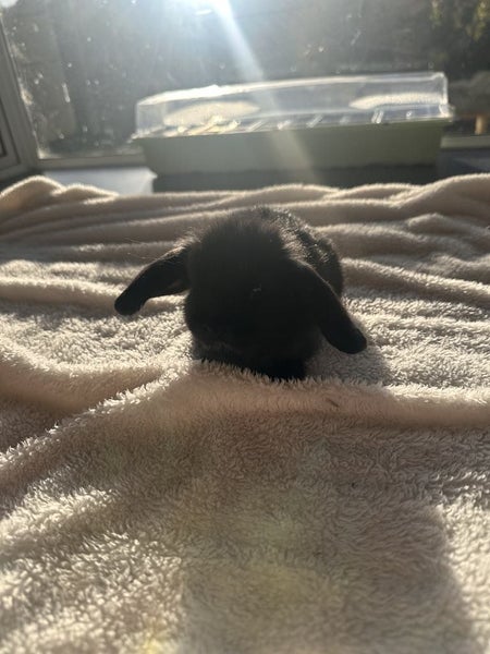 Purebred Mini Lop baby rabbits Carousel 2