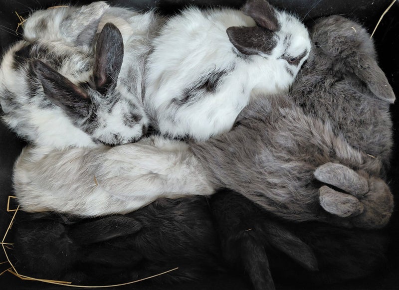 Gorgeous Pure Bred Mini Lops Carousel 1