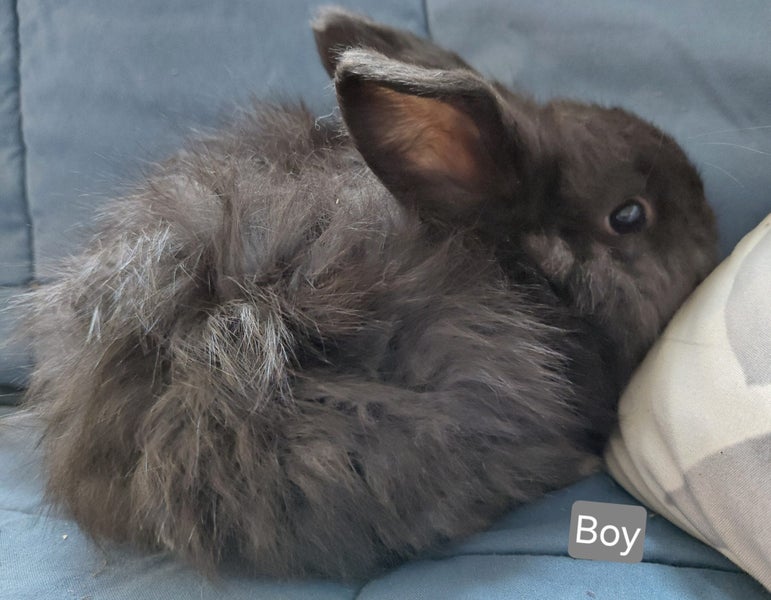 Gorgeous Pure Bred Mini Lops Carousel 17