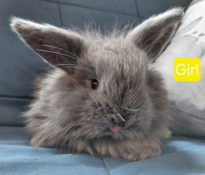 Gorgeous Pure Bred Mini Lops Carousel 2