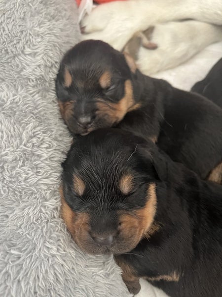 Golden Retriver X Rottweiler puppies for adoption Carousel 1