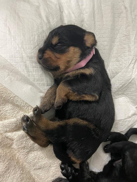 Golden Retriver X Rottweiler puppies for adoption Carousel 2
