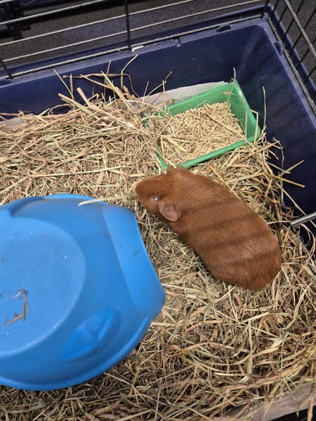 Guinea Pig Brothers Carousel 1