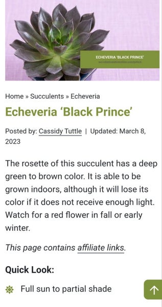 Echeveria agavoides - Black prince Carousel 3