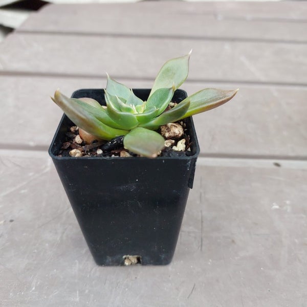 Echeveria agavoides - Black prince Carousel 1
