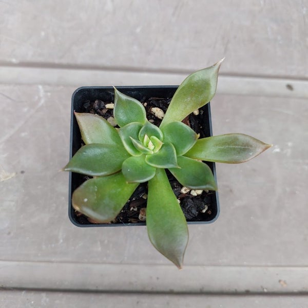 Echeveria agavoides - Black prince Carousel 2