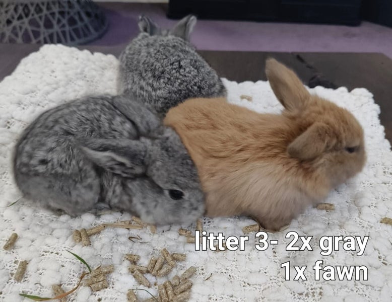 Mini lops babies Carousel 12