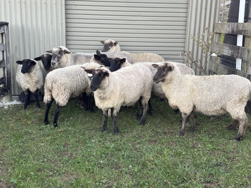 Lambs ewe rams sheep Carousel 1