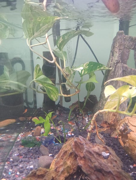 Aqua One AR620 aquarium with fish, ornaments, products Carousel 2
