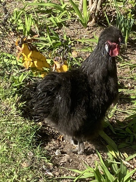 Chinese Silkie Bantams. (Free) Carousel 1