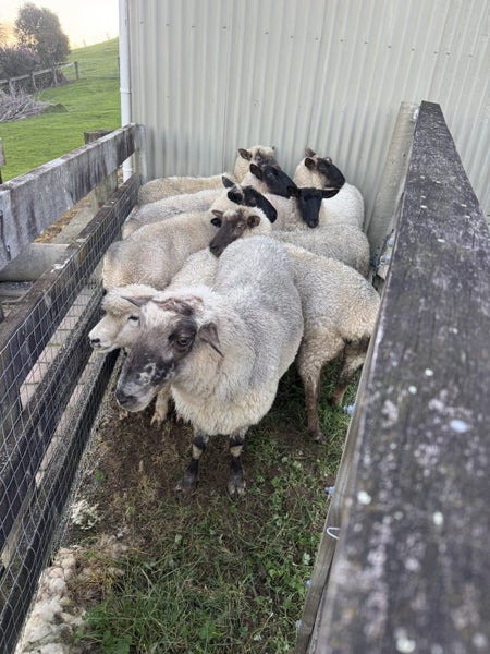 Lambs ewe rams sheep Carousel 3