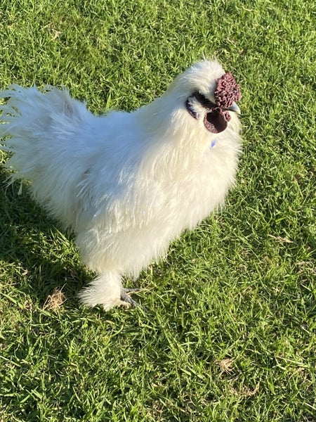Chinese Silkie Bantams. (Free) Carousel 2