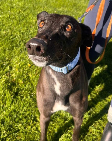 Hoot- Gentle Greyhound Boy Carousel 1