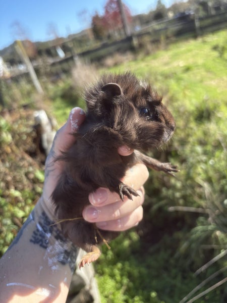 Guinea pigs Carousel 2